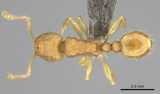 Tetramorium rhetidum specimen CASENT0235779 image casent0235779_1