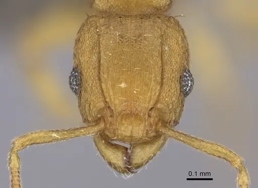 Tetramorium rhetidum specimen CASENT0235779 image casent0235779_2