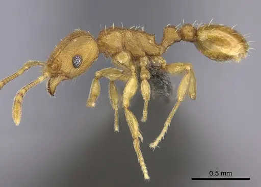 Tetramorium rhetidum specimen CASENT0235779 image casent0235779_3