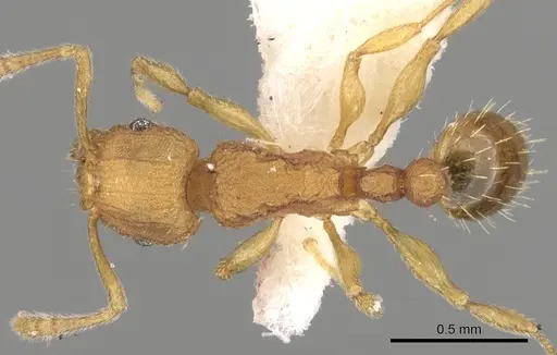 Tetramorium rhetidum specimen CASENT0280867 image casent0280867_1