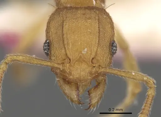 Tetramorium rhetidum specimen CASENT0280867 image casent0280867_2