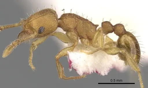 Tetramorium rhetidum specimen CASENT0280867 image casent0280867_3