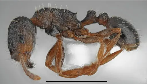 Tetramorium rhodium specimen CASENT0763871 image casent0763871_1