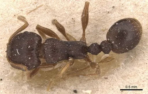 Tetramorium rhodium specimen CASENT0904812 image casent0904812_1