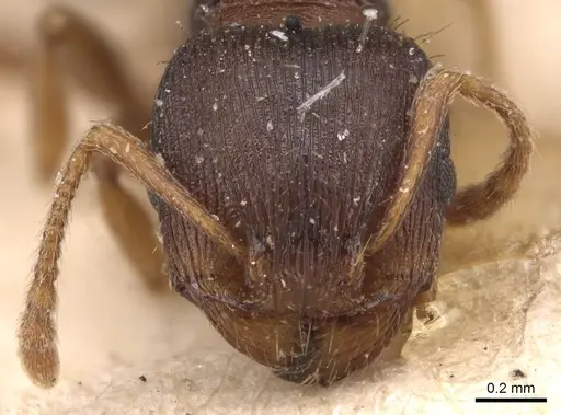 Tetramorium rhodium specimen CASENT0904812 image casent0904812_2