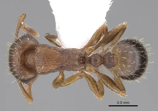Tetramorium rhodium specimen CASENT0922696 image casent0922696_1