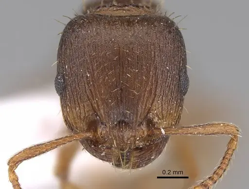 Tetramorium rhodium specimen CASENT0922696 image casent0922696_2