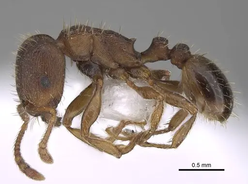 Tetramorium rhodium specimen CASENT0922696 image casent0922696_3