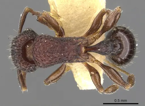 Tetramorium rigidum specimen CASENT0901084 image casent0901084_1