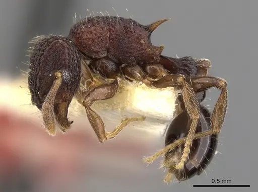 Tetramorium rigidum specimen CASENT0901084 image casent0901084_3