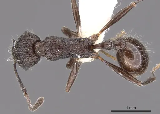 Tetramorium rimytyum specimen CASENT0901225 image casent0901225_1