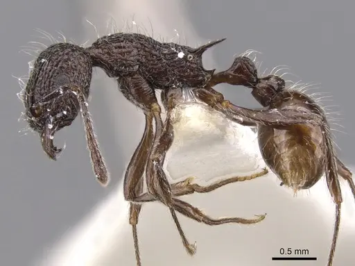 Tetramorium rimytyum specimen CASENT0901225 image casent0901225_3