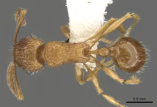 Tetramorium rinatum specimen CASENT0901070 image casent0901070_1