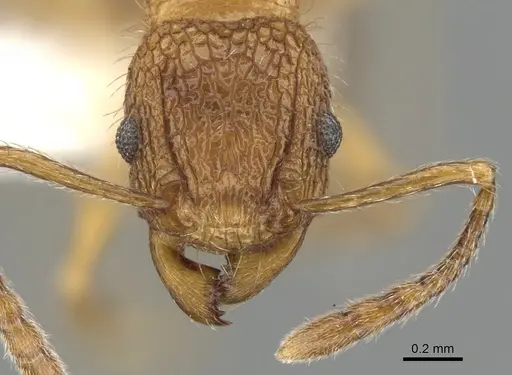 Tetramorium rinatum specimen CASENT0901070 image casent0901070_2