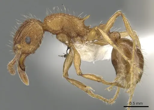 Tetramorium rinatum specimen CASENT0901070 image casent0901070_3
