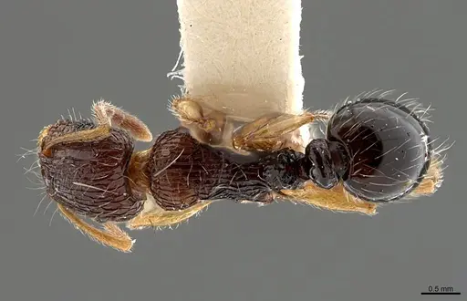 Tetramorium robertsoni specimen CASENT0218277 image casent0218277_1
