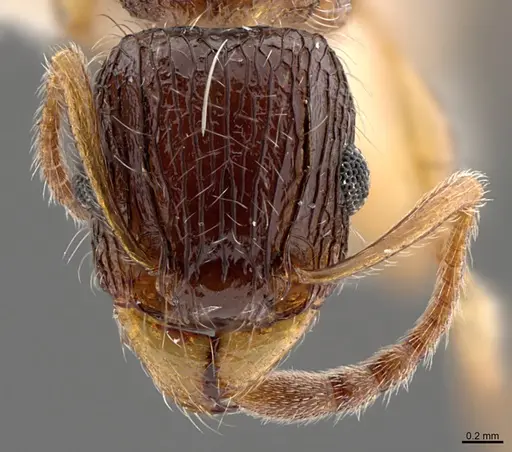 Tetramorium robertsoni specimen CASENT0218277 image casent0218277_2