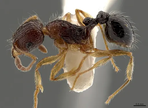 Tetramorium robertsoni specimen CASENT0218277 image casent0218277_3