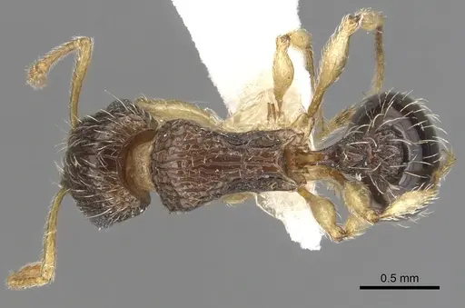Tetramorium robertsoni specimen ZFMKHYM20096090 image zfmkhym20096090_1