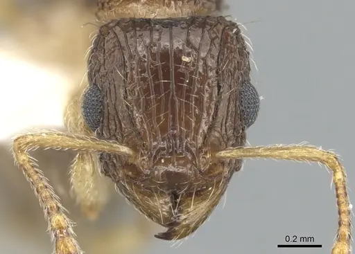 Tetramorium robertsoni specimen ZFMKHYM20096090 image zfmkhym20096090_2