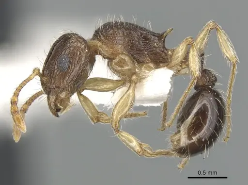 Tetramorium robertsoni specimen ZFMKHYM20096090 image zfmkhym20096090_3
