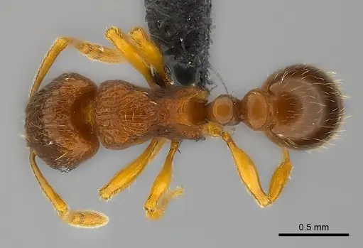 Tetramorium robitika specimen CASENT0056207 image casent0056207_1