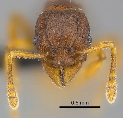 Tetramorium robitika specimen CASENT0056207 image casent0056207_2