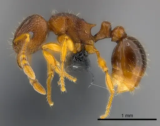 Tetramorium robitika specimen CASENT0056207 image casent0056207_3