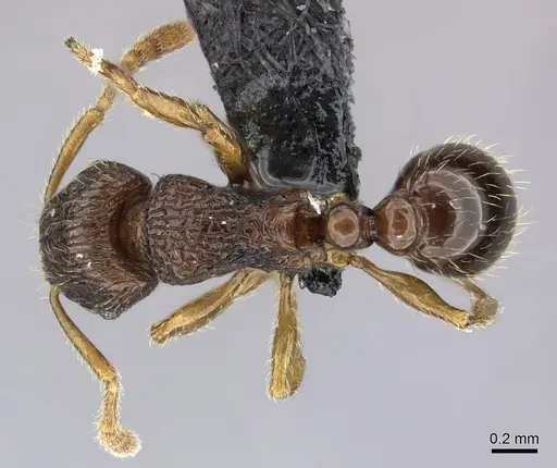 Tetramorium robitika specimen CASENT0056338 image casent0056338_1