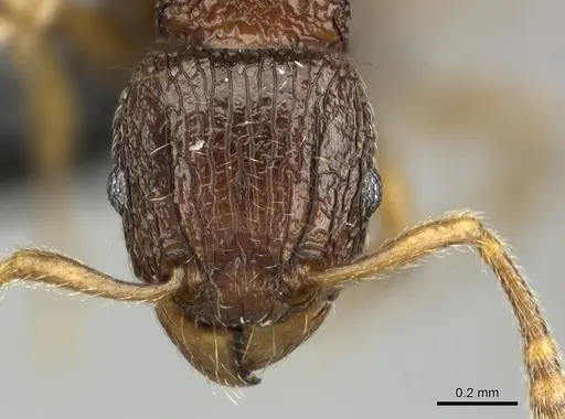 Tetramorium robitika specimen CASENT0056338 image casent0056338_2