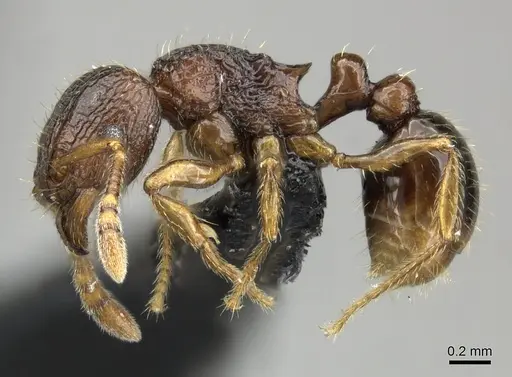 Tetramorium robitika specimen CASENT0056338 image casent0056338_3