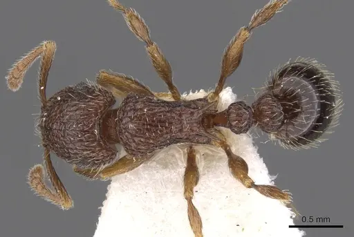 Tetramorium rogatum specimen CASENT0901159 image casent0901159_1