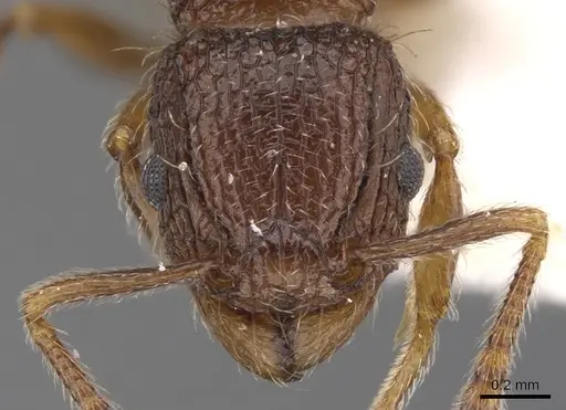 Tetramorium rogatum specimen CASENT0901159 image casent0901159_2