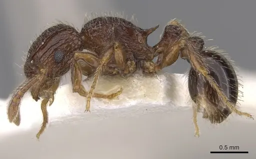 Tetramorium rogatum specimen CASENT0901159 image casent0901159_3