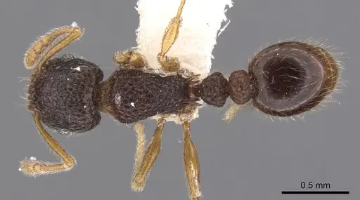 Tetramorium rossi specimen CASENT0901054 image casent0901054_1
