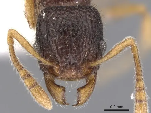 Tetramorium rossi specimen CASENT0901054 image casent0901054_2