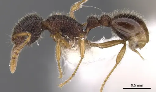 Tetramorium rossi specimen CASENT0901054 image casent0901054_3
