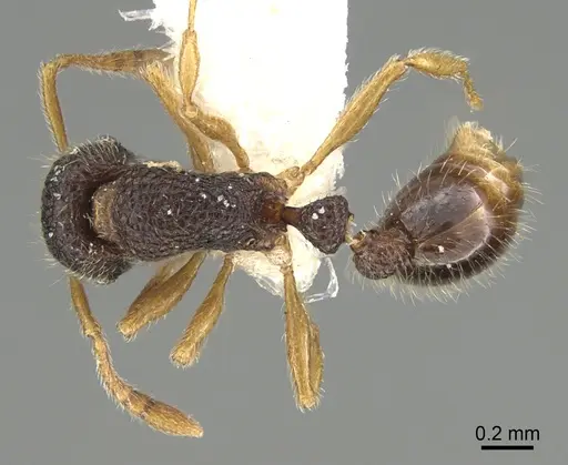 Tetramorium rossi specimen CASTYPE12543 image castype12543_1