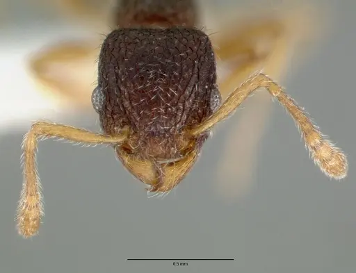 Tetramorium rossi specimen CASTYPE12543 image castype12543_2