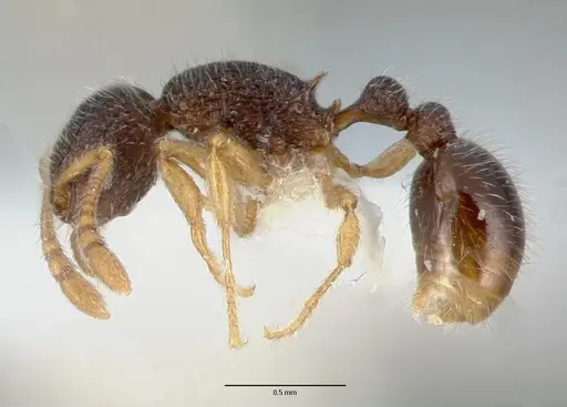 Tetramorium rossi specimen CASTYPE12543 image castype12543_3