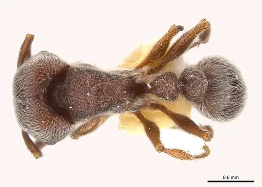 Tetramorium rothschildi specimen CASENT0217078 image casent0217078_1