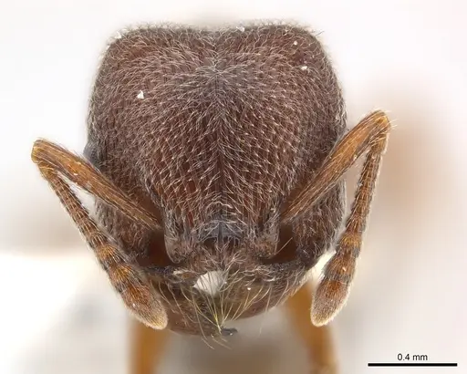 Tetramorium rothschildi specimen CASENT0217078 image casent0217078_2