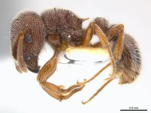 Tetramorium rothschildi specimen CASENT0217078 image casent0217078_3