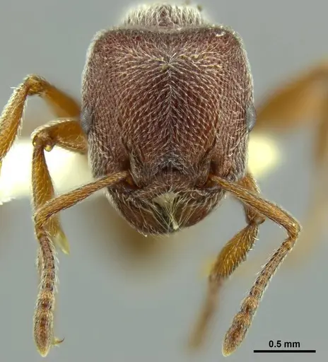 Tetramorium rothschildi specimen CASENT0764434 image casent0764434_1