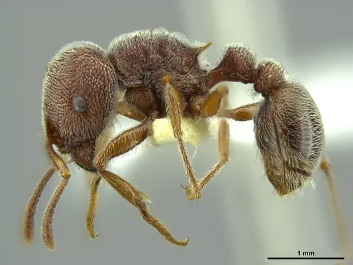 Tetramorium rothschildi specimen CASENT0764434 image casent0764434_2