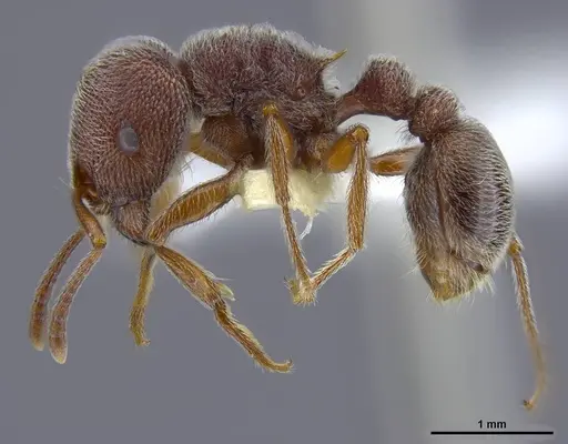 Tetramorium rothschildi specimen CASENT0764434 image casent0764434_3