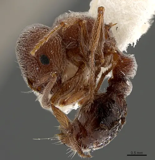 Tetramorium rothschildi specimen CASENT0845508 image casent0845508_1