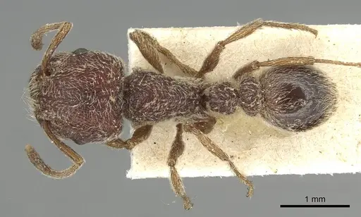 Tetramorium rothschildi specimen CASENT0915429 image casent0915429_1