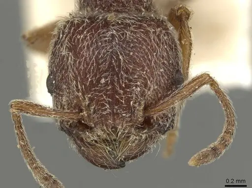 Tetramorium rothschildi specimen CASENT0915429 image casent0915429_2