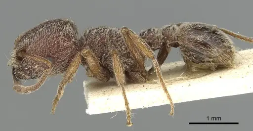 Tetramorium rothschildi specimen CASENT0915429 image casent0915429_3